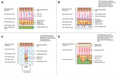 Hagfish to Illuminate the Developmental and Evolutionary Origins of the Vertebrate Retina